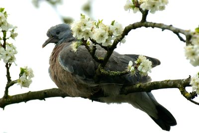 Low angle view of bird perching on tree