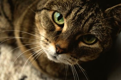 High angle portrait of tabby cat