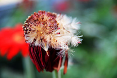 Close-up of pink flower