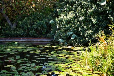 Water lilies floating on lake