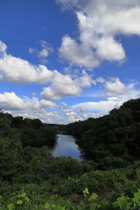 Scenic view of river amidst trees against sky
