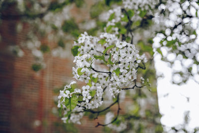 Close-up of white flowering plant