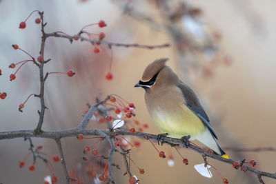 Low angle view of bird perching on branch