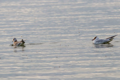 Ducks swimming in lake