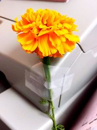 Close-up of yellow flowers