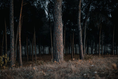 Panoramic shot of trees on field at night