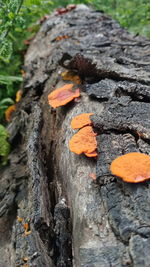 Close-up of mushroom growing on tree trunk