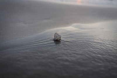 Close-up of a turtle in the sea