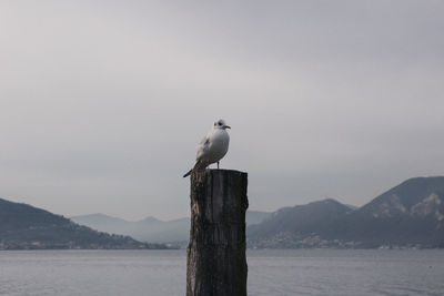 Seagull perching on wooden post