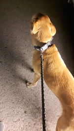 High angle view of dog sticking out tongue