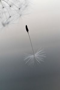 Close-up of dandelion against lake