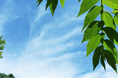 Low angle view of leaves against sky