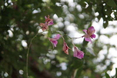 Close-up of pink flowering plant