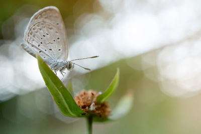 Close-up of butterfly pollinating flower