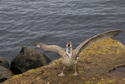 Bird spreading wings on shore