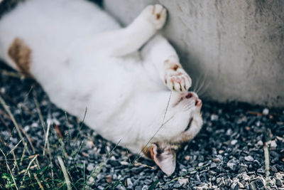 Close-up of a white cat lying on field