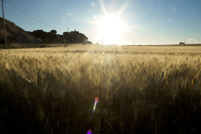 Scenic view of field against bright sun