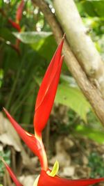 Close-up of red flowers