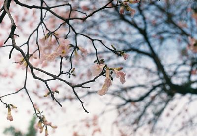 Low angle view of cherry blossoms on branch