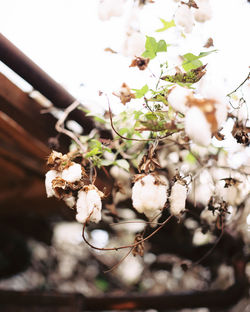 Close-up of cherry blossoms on tree