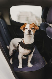 Portrait of dog sitting in car