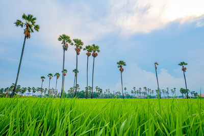 Scenic view of sugar palm trees on field against sky