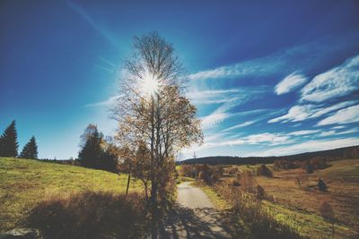 Trees on field against blue sky
