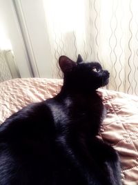 Close-up of black dog sitting on bed at home