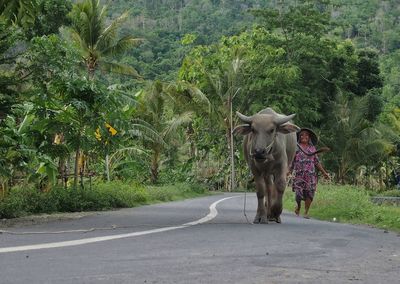 Woman with buffalo on road against trees