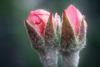 Close-up of pink rose