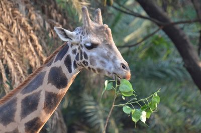 Close-up of giraffe against trees