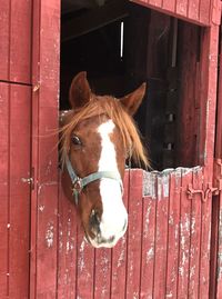 Horse in stable