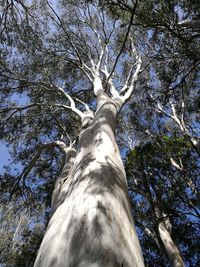 Low angle view of tree in forest