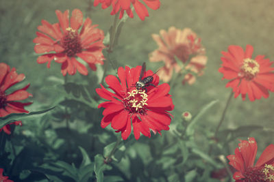 Close-up of insect on red flower