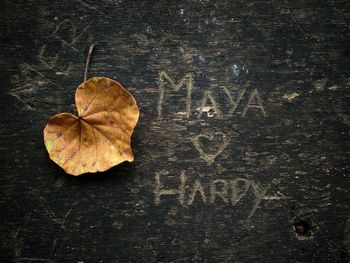 Close-up of dry leaf on wood