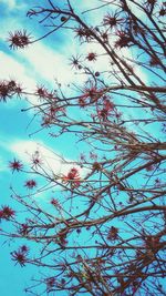 Low angle view of flowering plants against blue sky