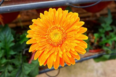 Close-up of orange marigold blooming outdoors