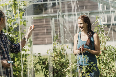 Mature gardener showing tomato to coworker in greenhouse