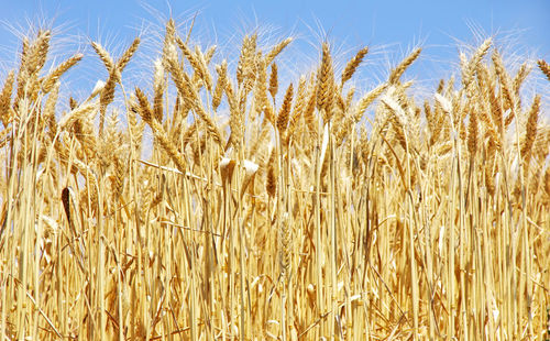 Wheat growing on field