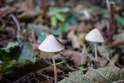 Close-up of mushroom growing on field