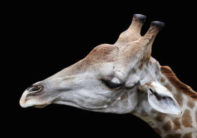 Close-up of giraffe against black background