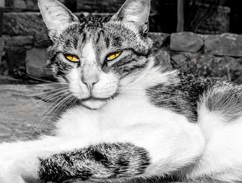 Close-up portrait of cat