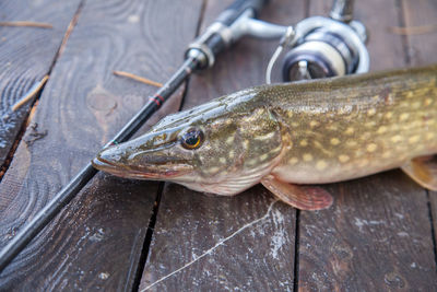 Close-up of fish