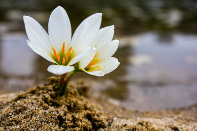 Close-up of white crocus flower