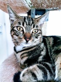 Close-up portrait of a cat at home