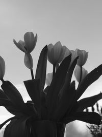 Close-up of flowering plant against clear sky