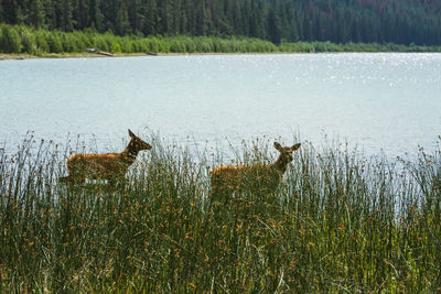 View of deer on lake