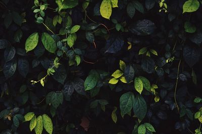 Full frame shot of leaves growing on field