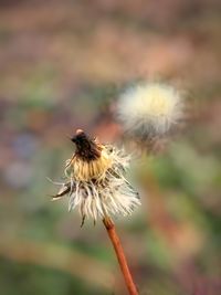 Close-up of bee on flower