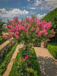 Flowers blooming on tree against sky